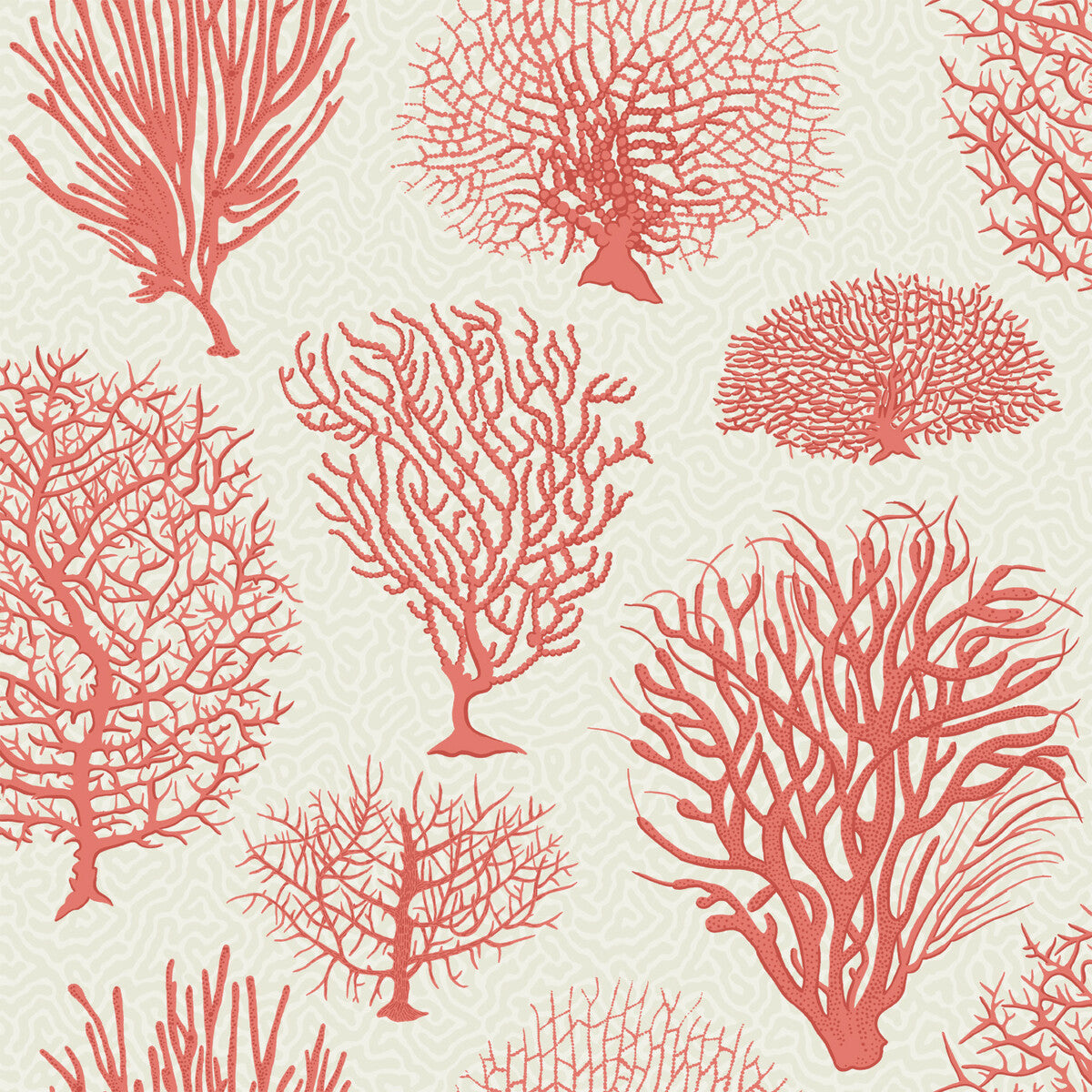 Seafern-Coral