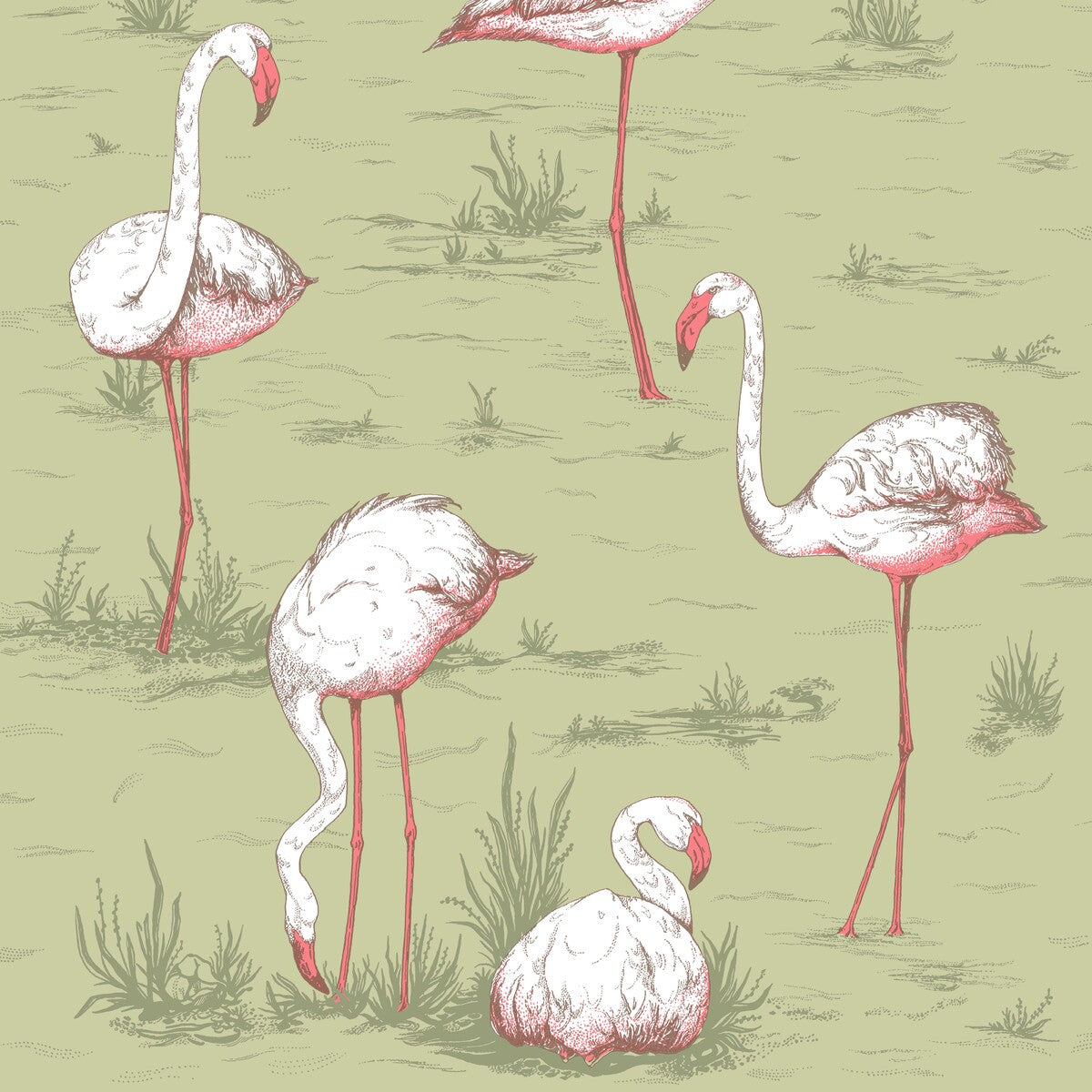 Flamingos-Olive