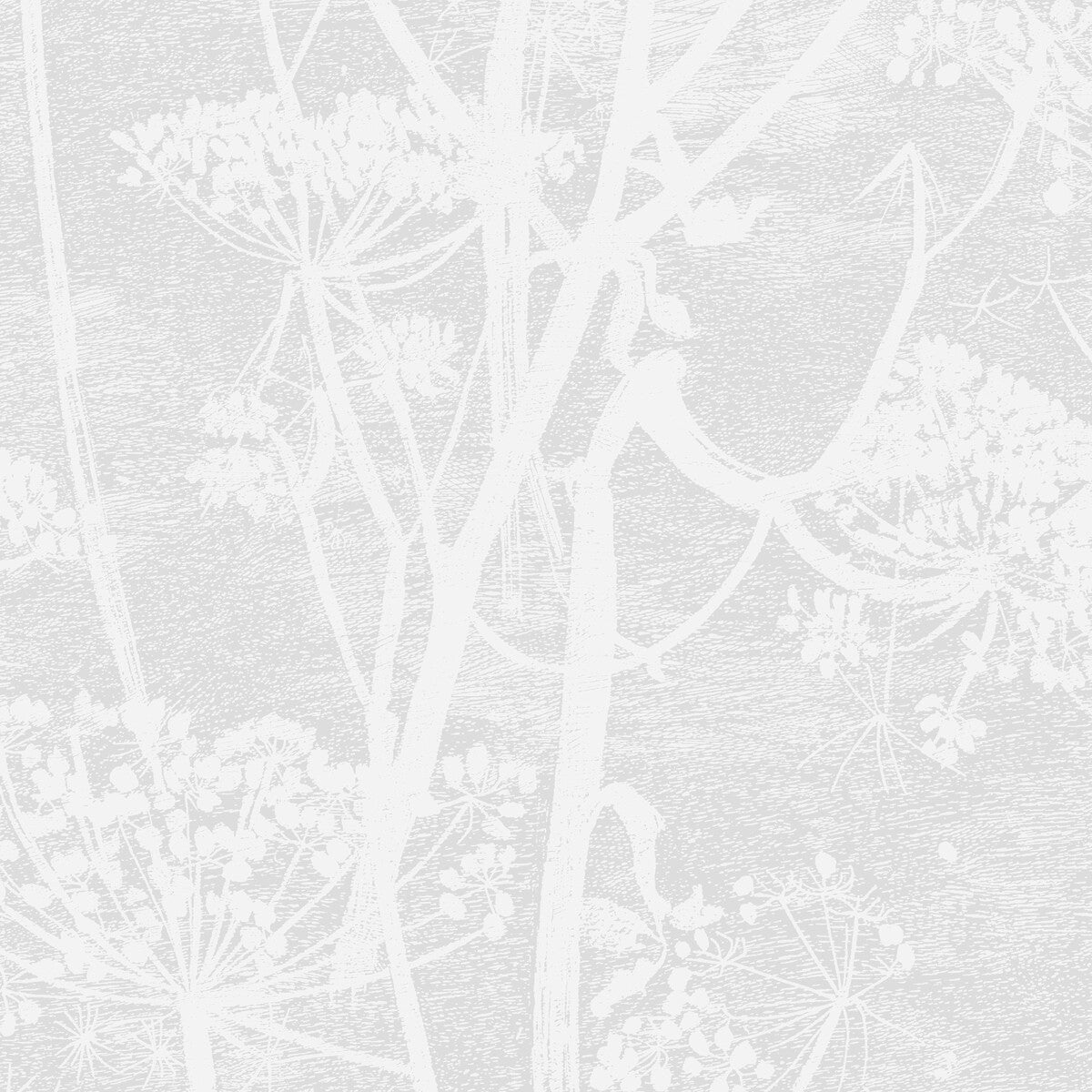 Cow Parsley-White