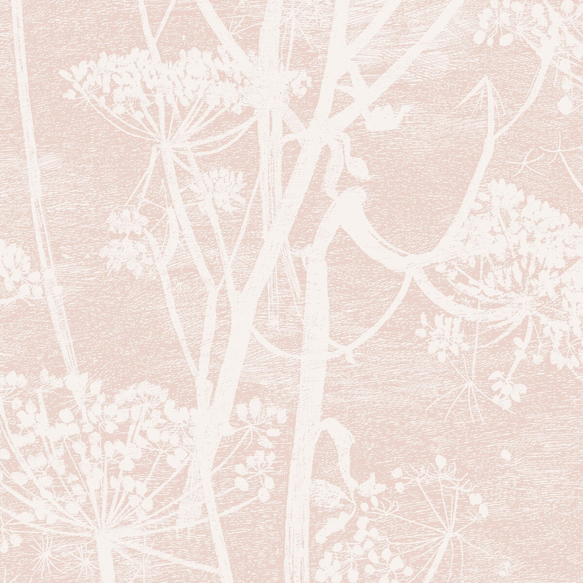 Cow Parsley-Plaster Pink