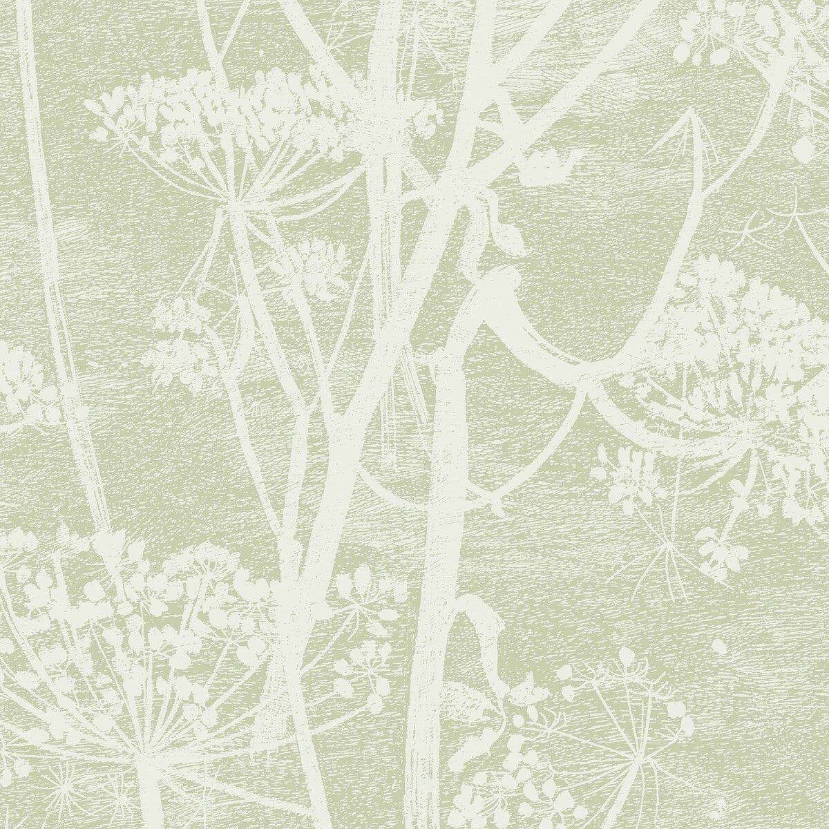 Cow Parsley-Olive