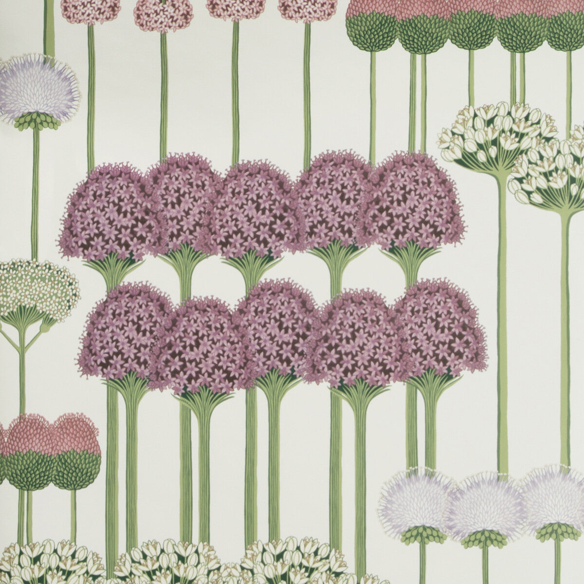 Allium-Mulb/Blush/Lilac/Wh