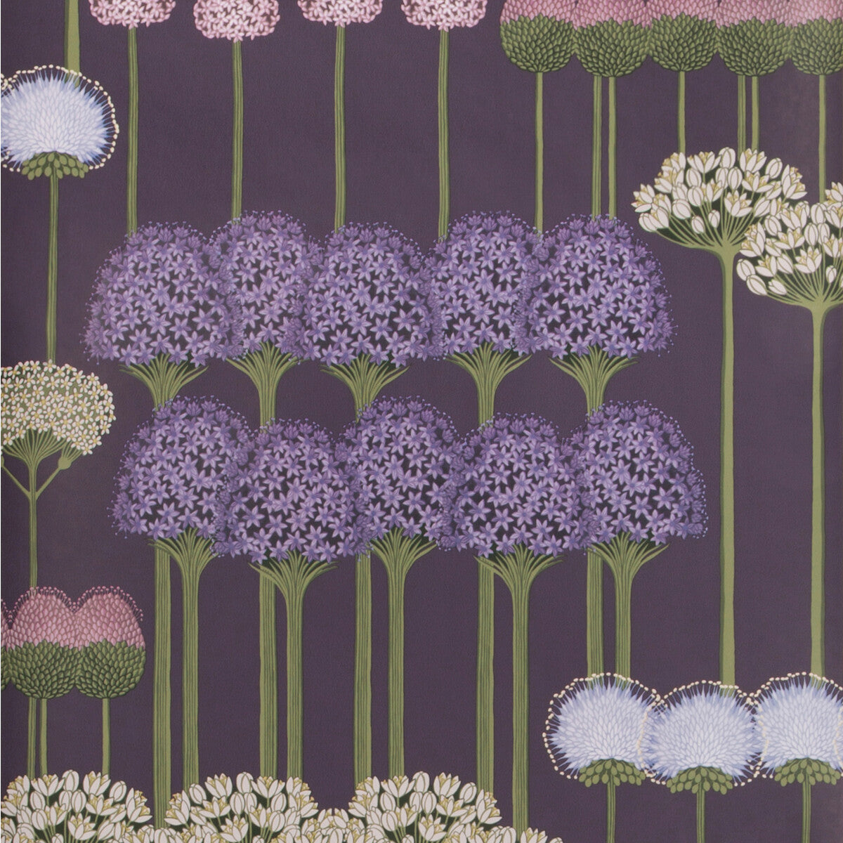 Allium-Mulb/Heather/Violet