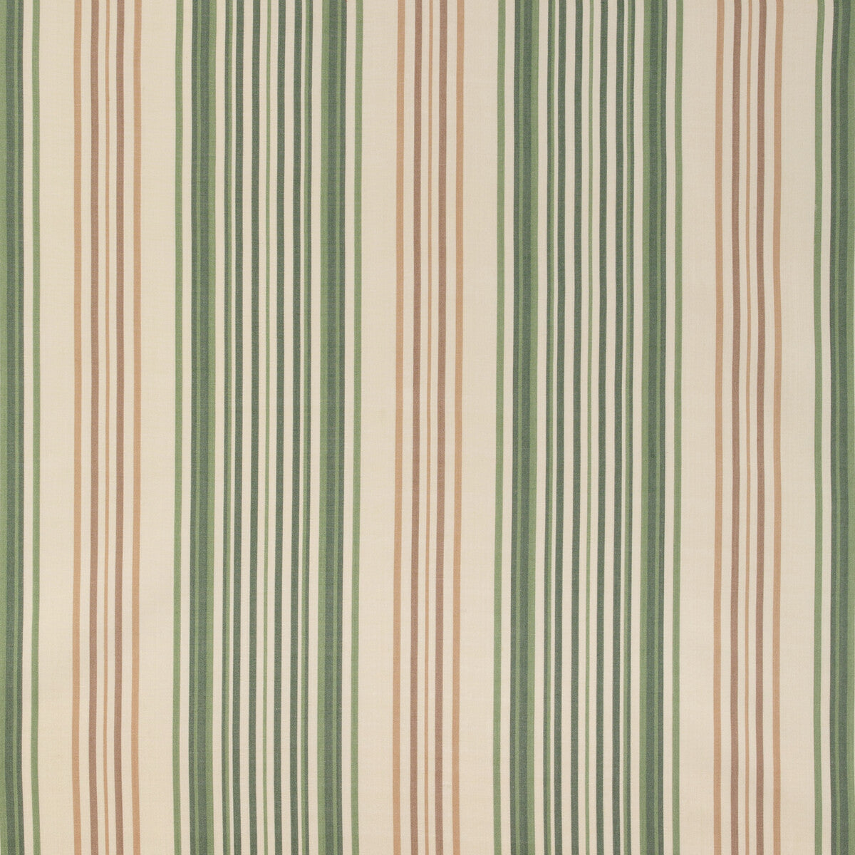 Upland Stripe-Fern