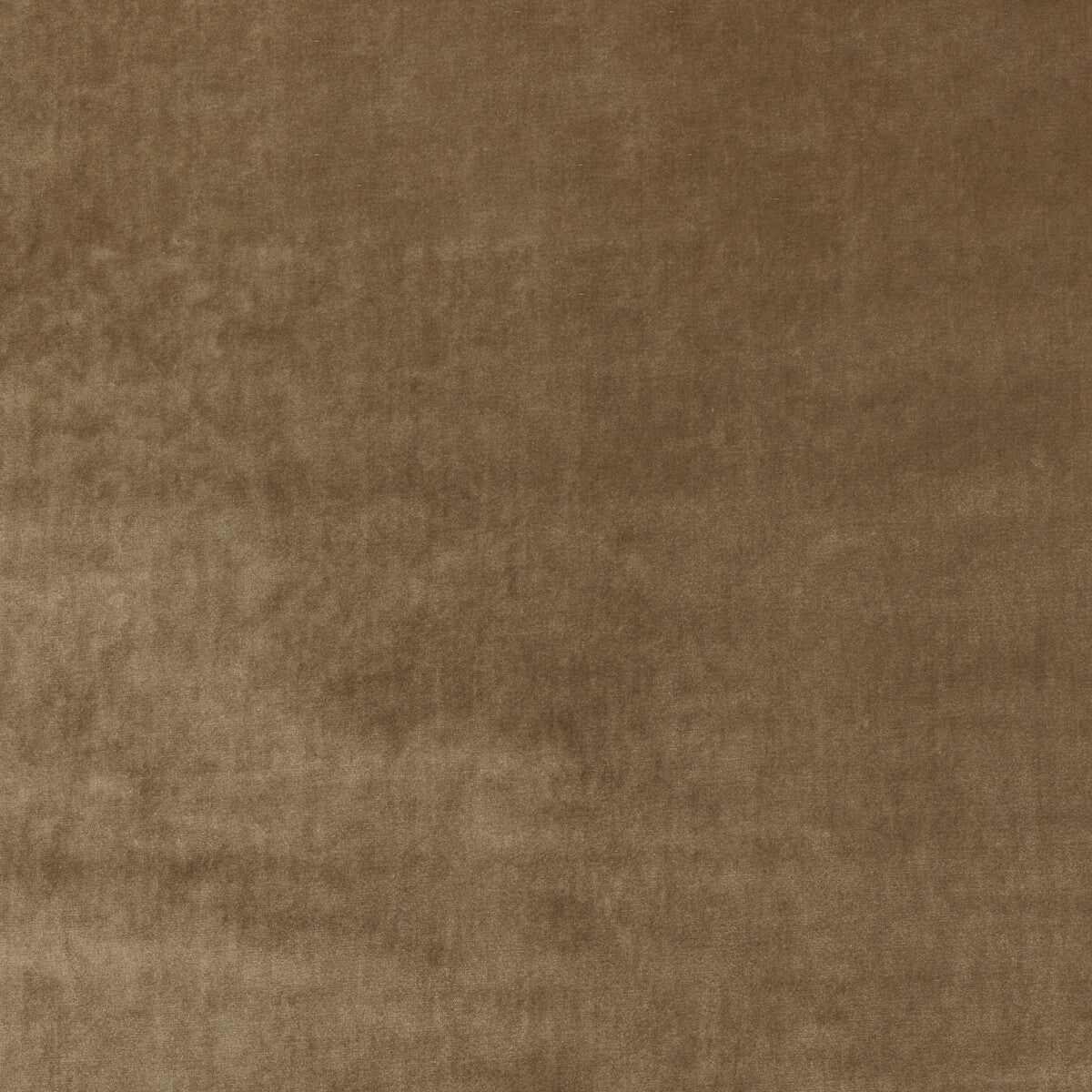 New Elegance-Camel