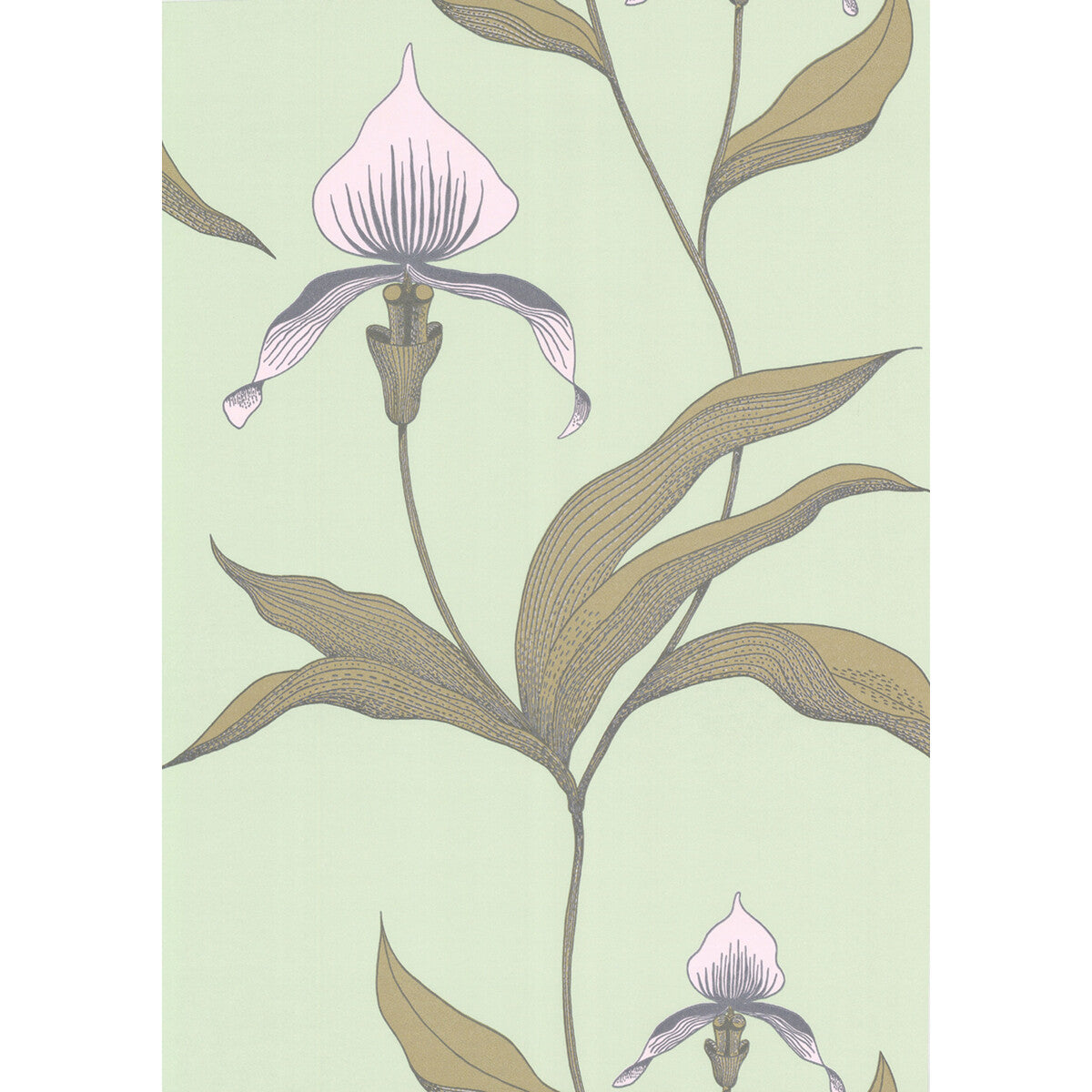 Orchid-Pale Gr