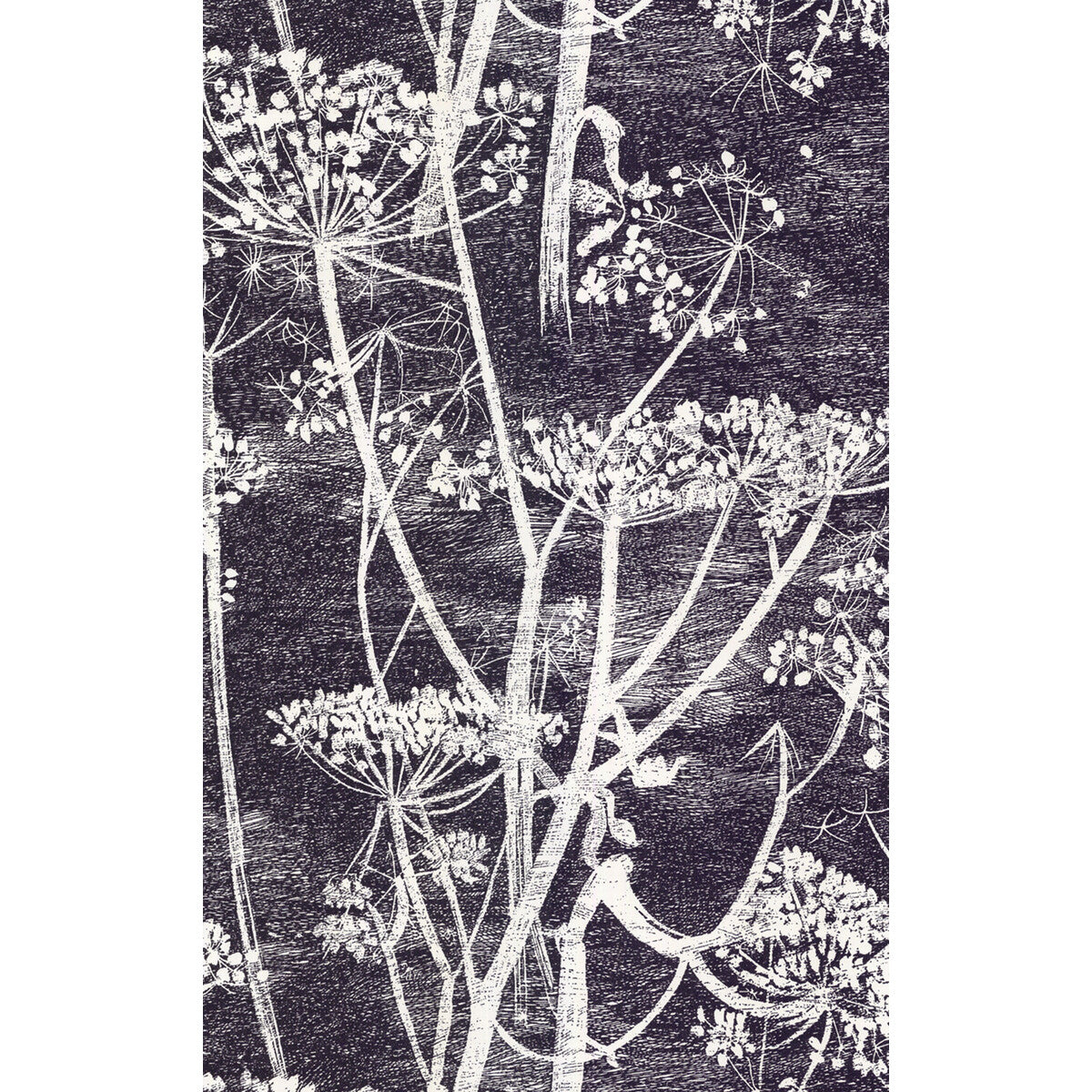 Cow Parsley-White/Blk