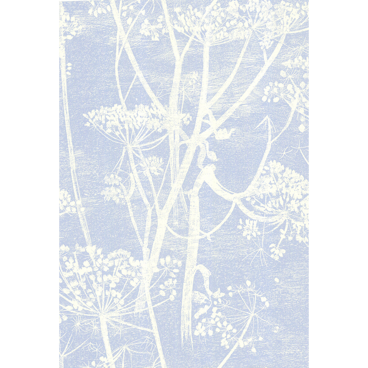 Cow Parsley-White/Blu