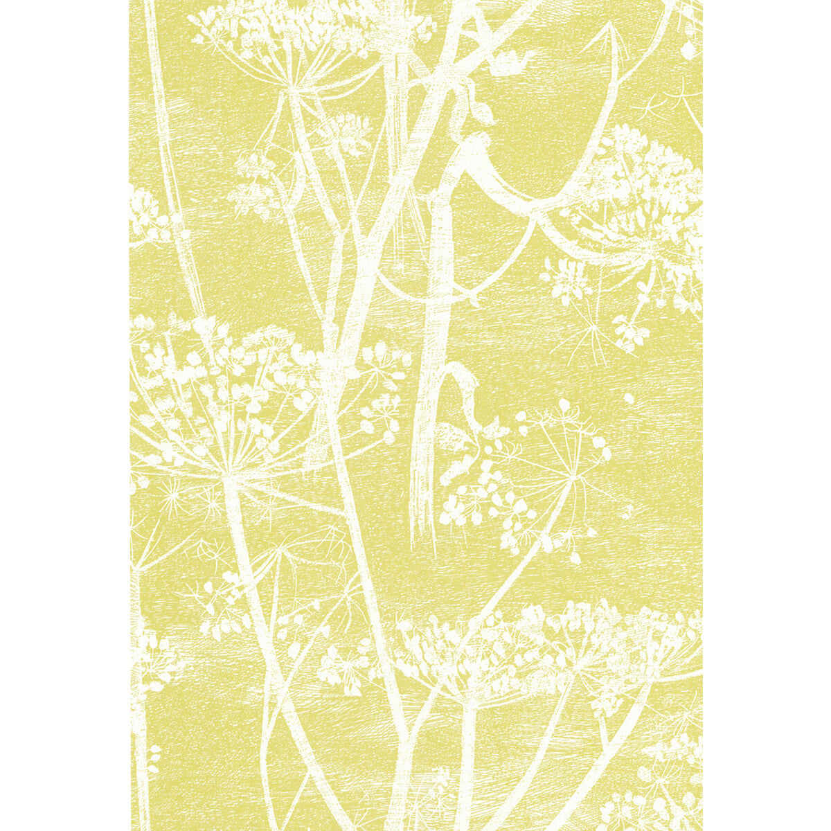 Cow Parsley-White/Y