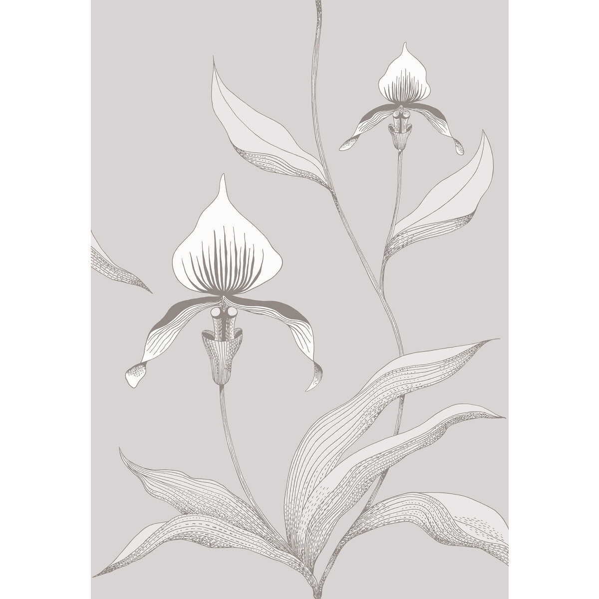 Orchid-Grey/White