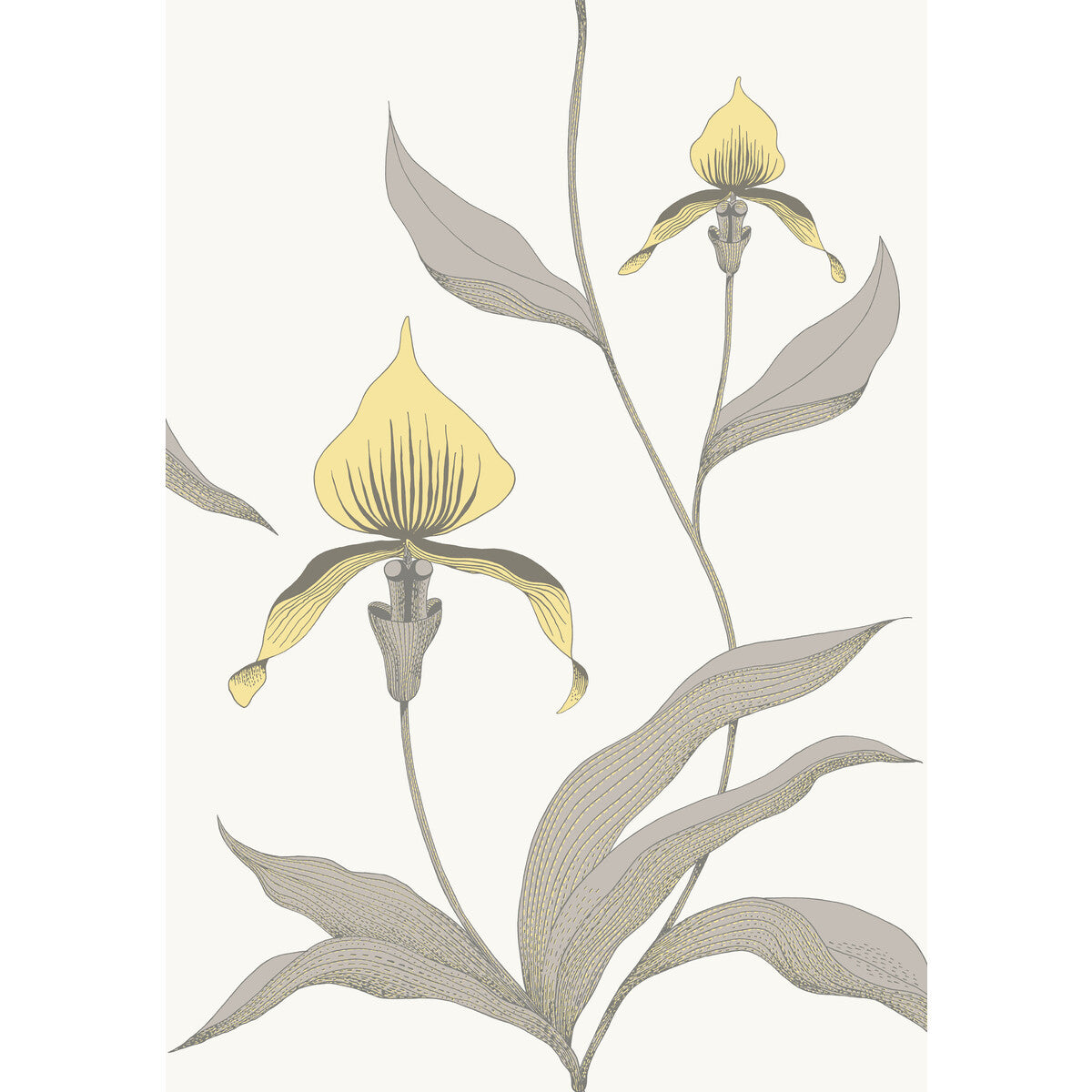 Orchid-Yellow/White