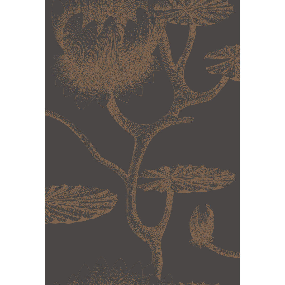 Lily-Black/Bronze