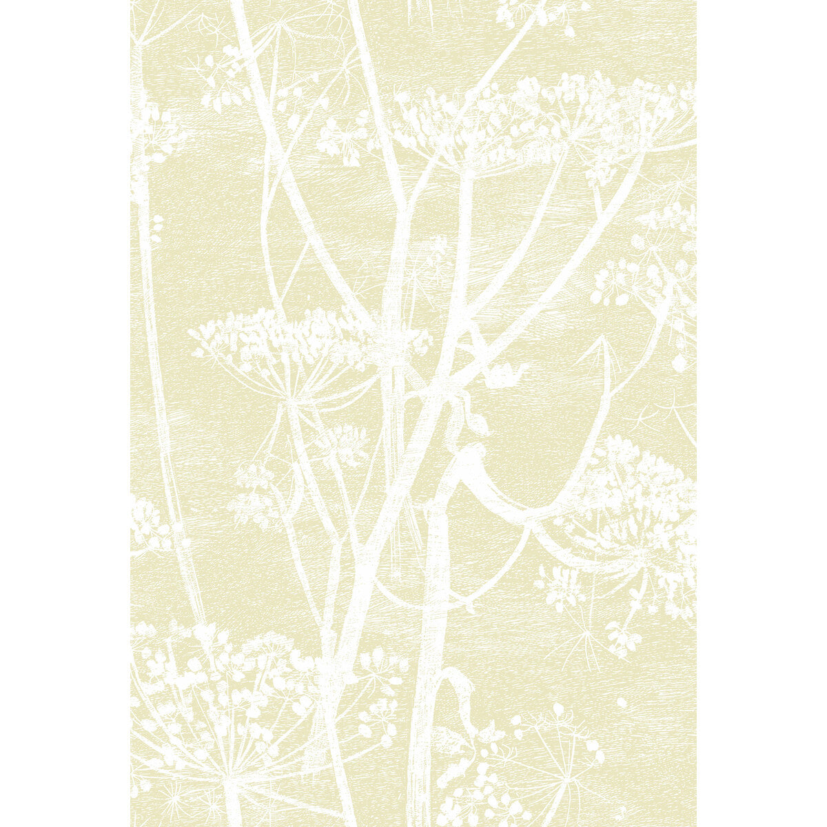 Cow Parsley-Straw/White