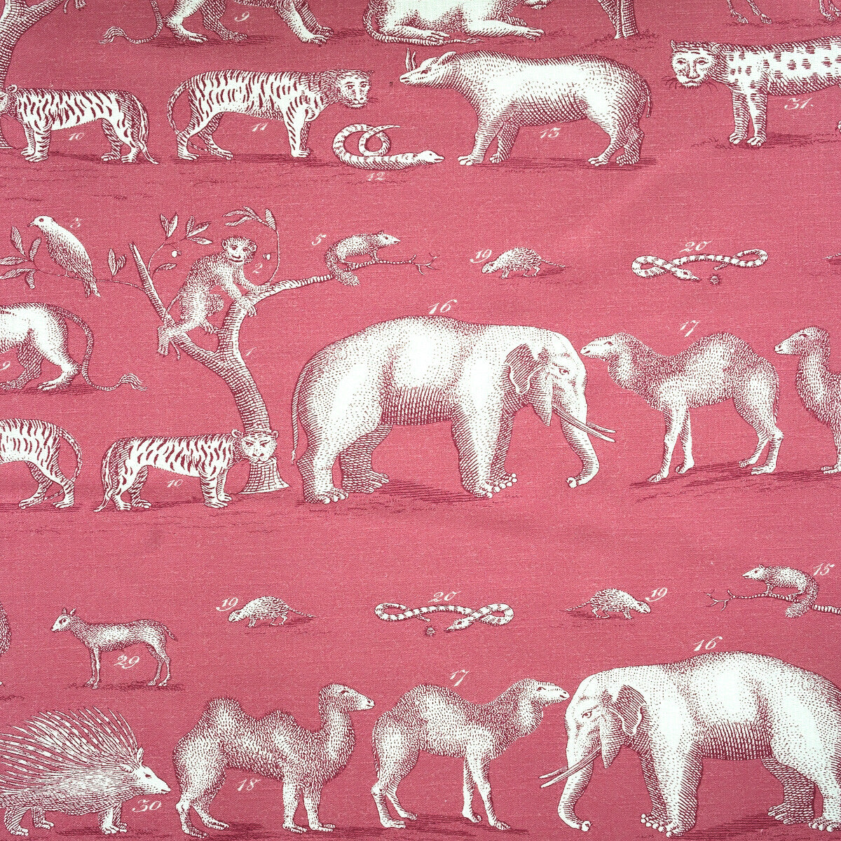 Kingdom Outdoor-Tropic