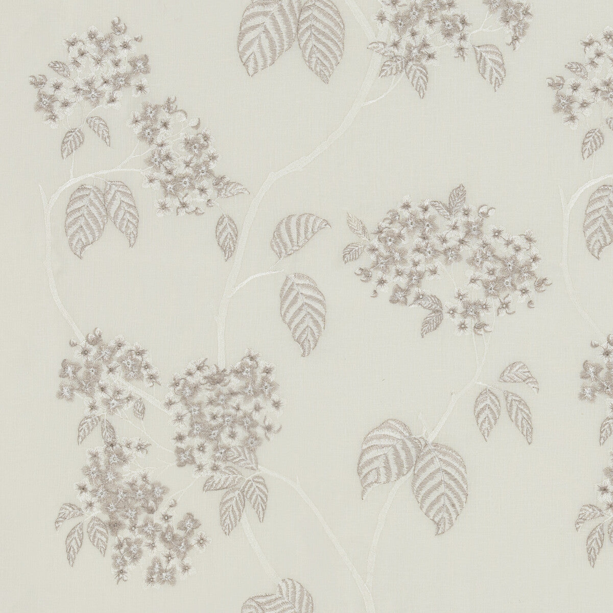 Hydrangea Sheer-Ivory