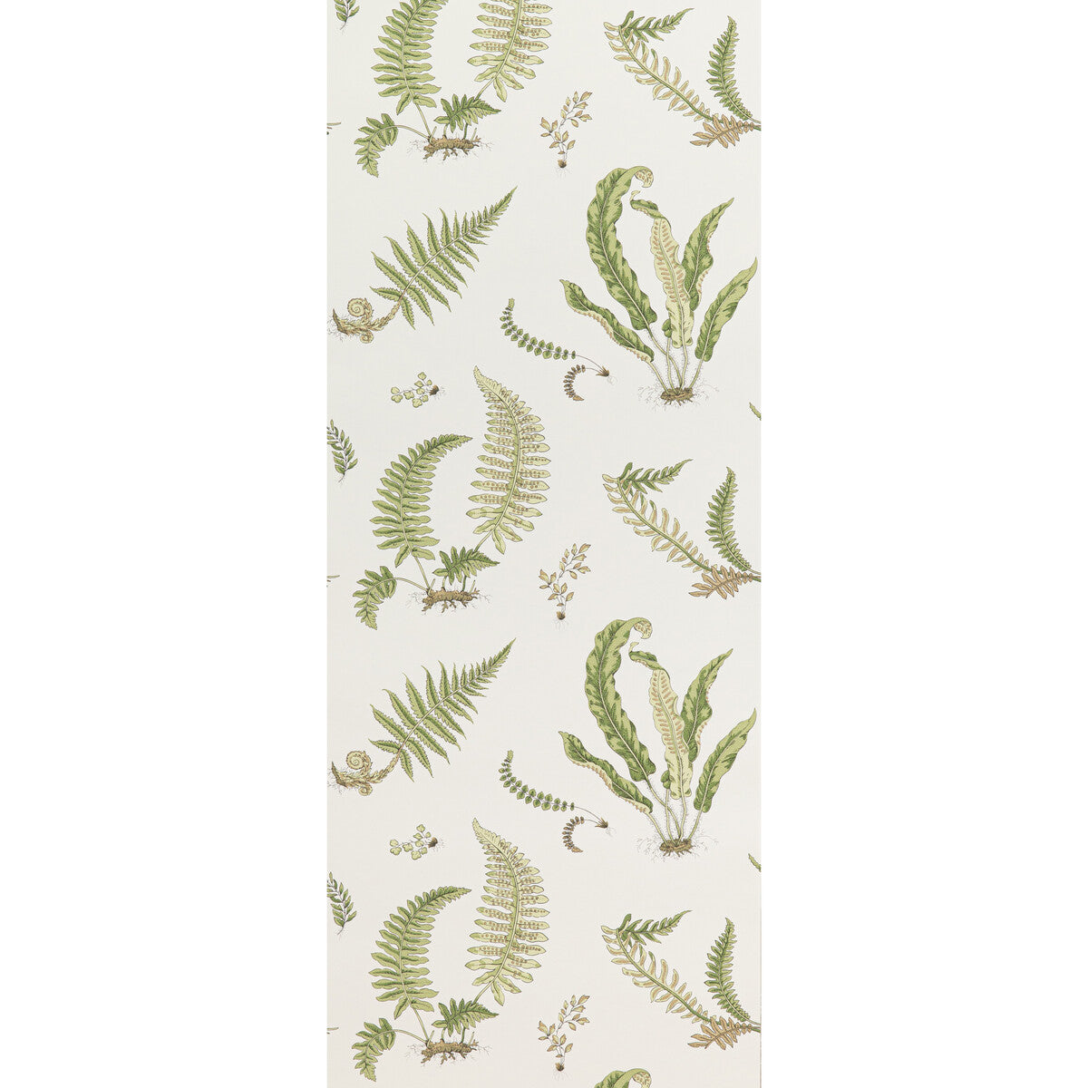Ferns-Leaf