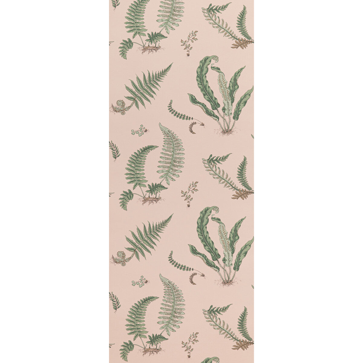 Ferns-Blush