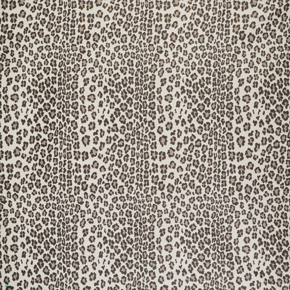 Leopardo-Marron