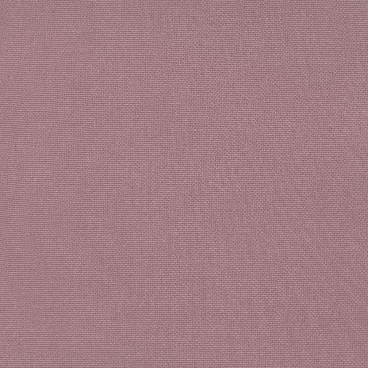 Palma-Rosa