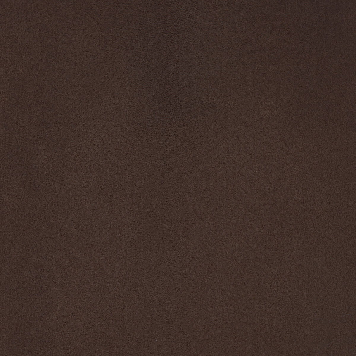 Kravet Design-L-Coiro-Molasses