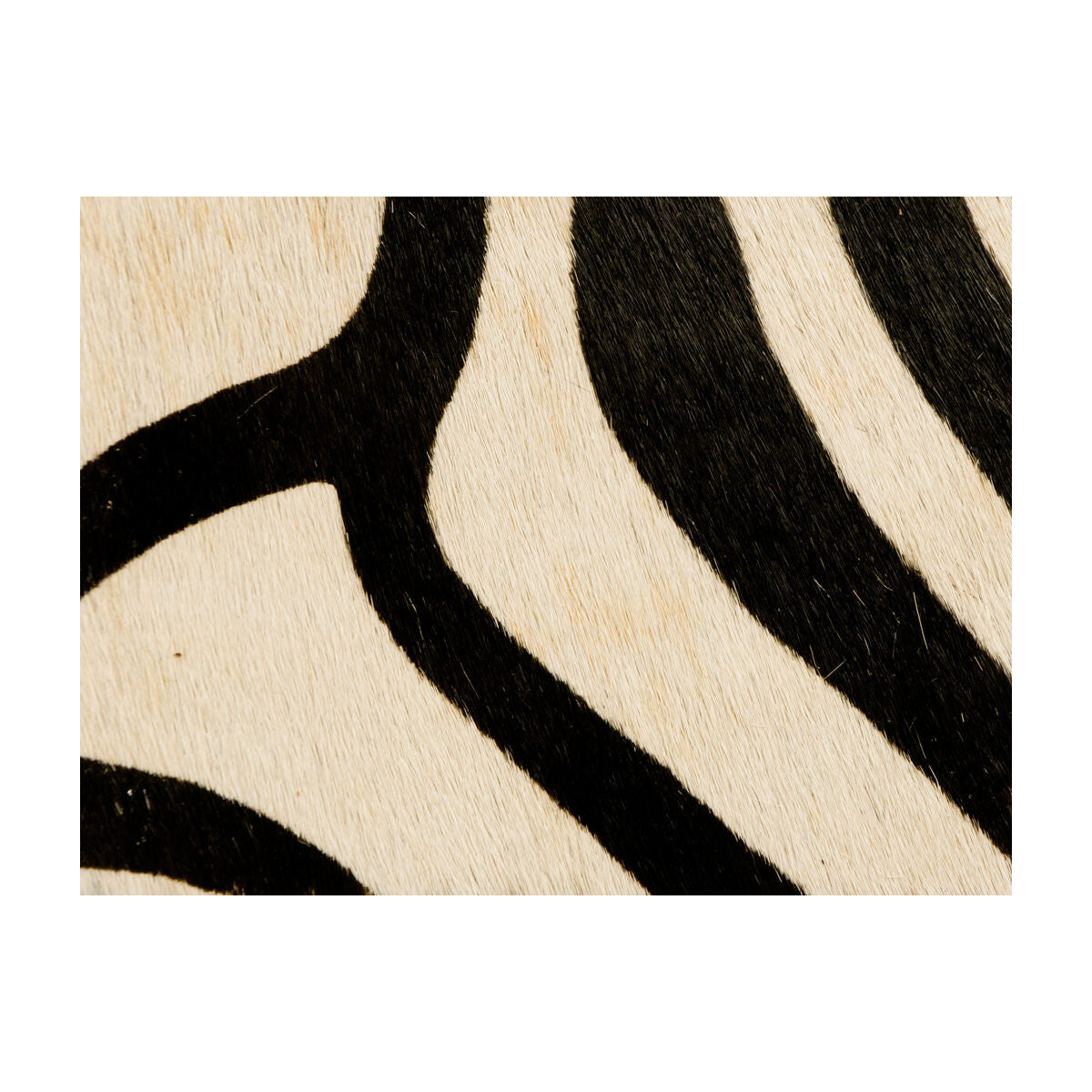 Painted Zebra-Natural