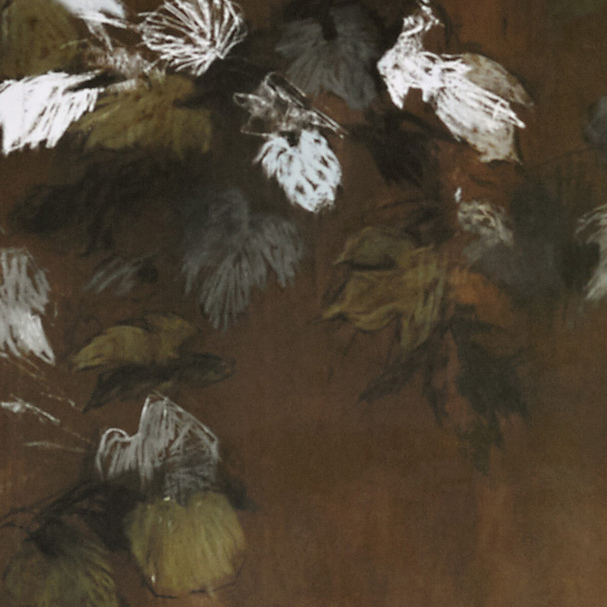 Foglie Di Vite-21593