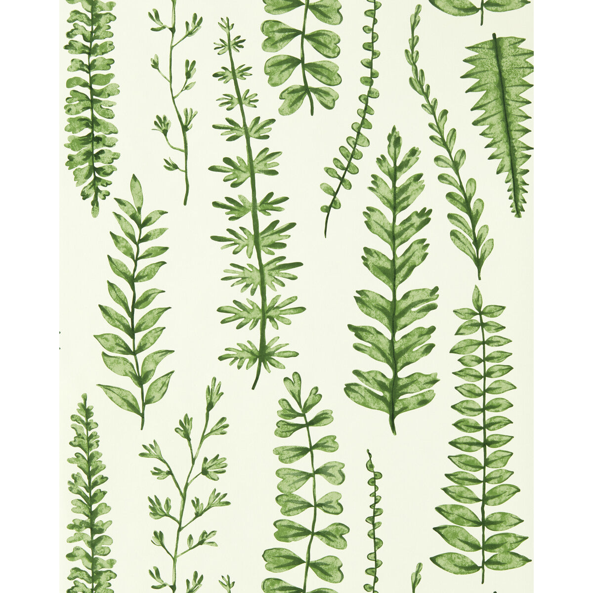 Ferns-Juniper