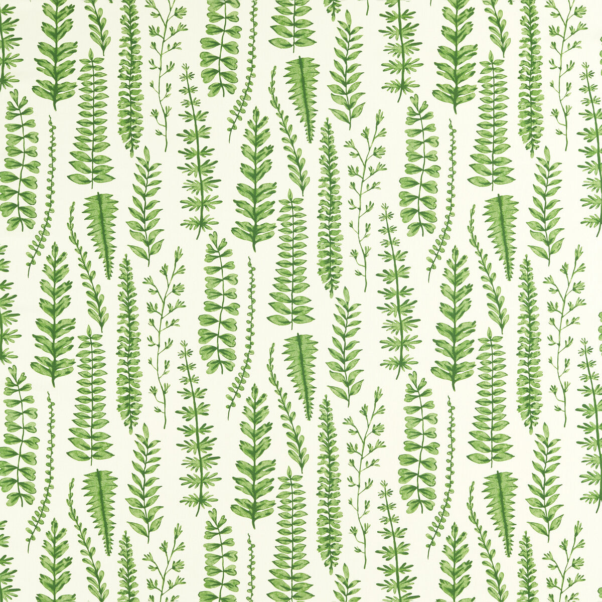 Ferns-Juniper