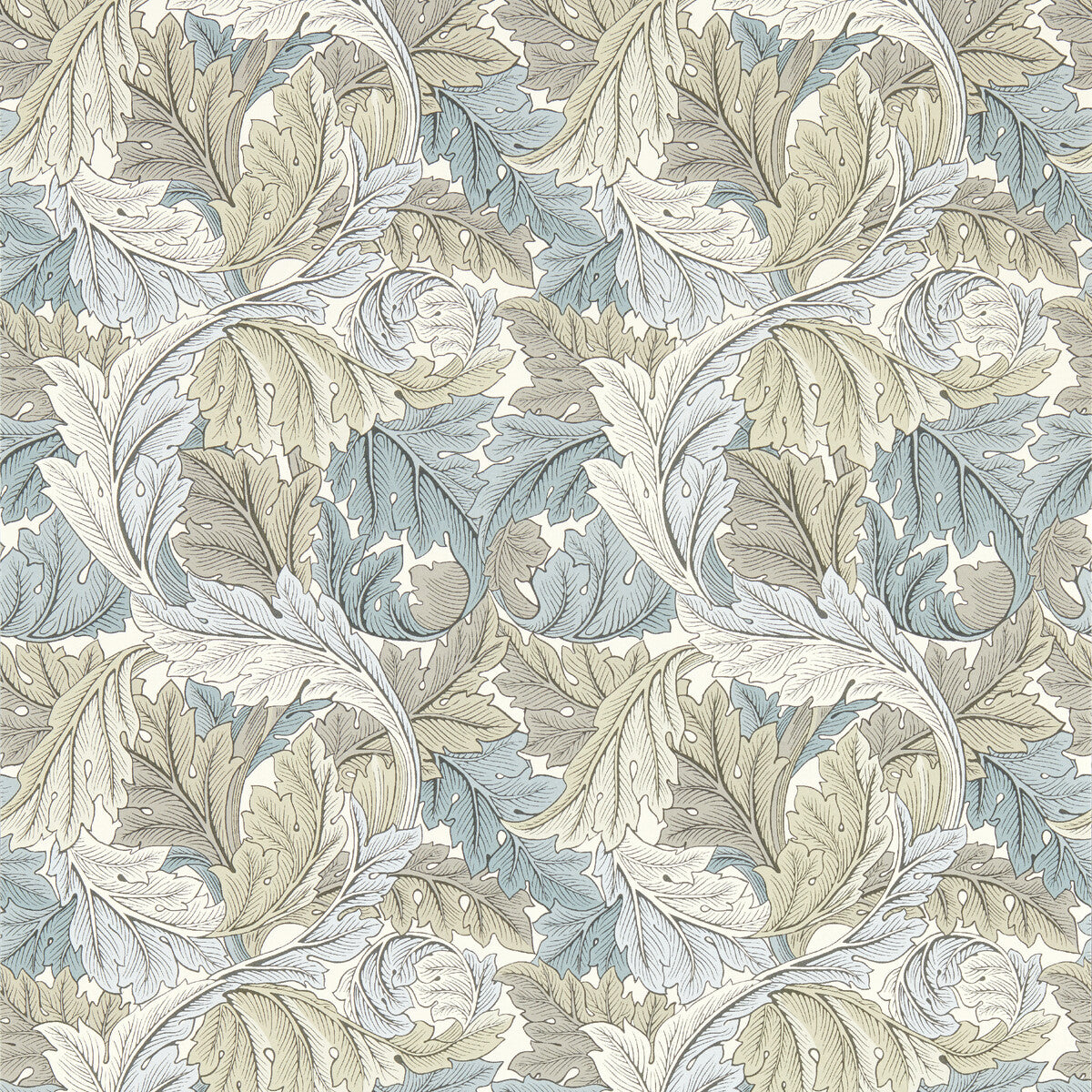 Acanthus Wp-Dove