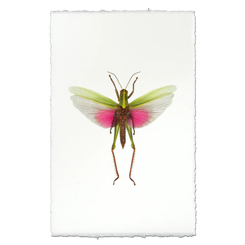 Visual Art Pink Grasshopper
