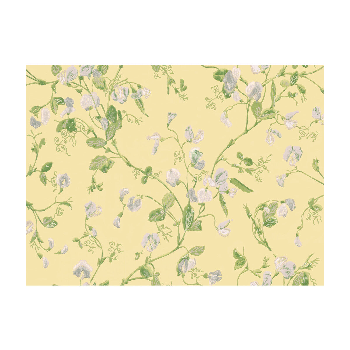 Sweet Pea-Yellow