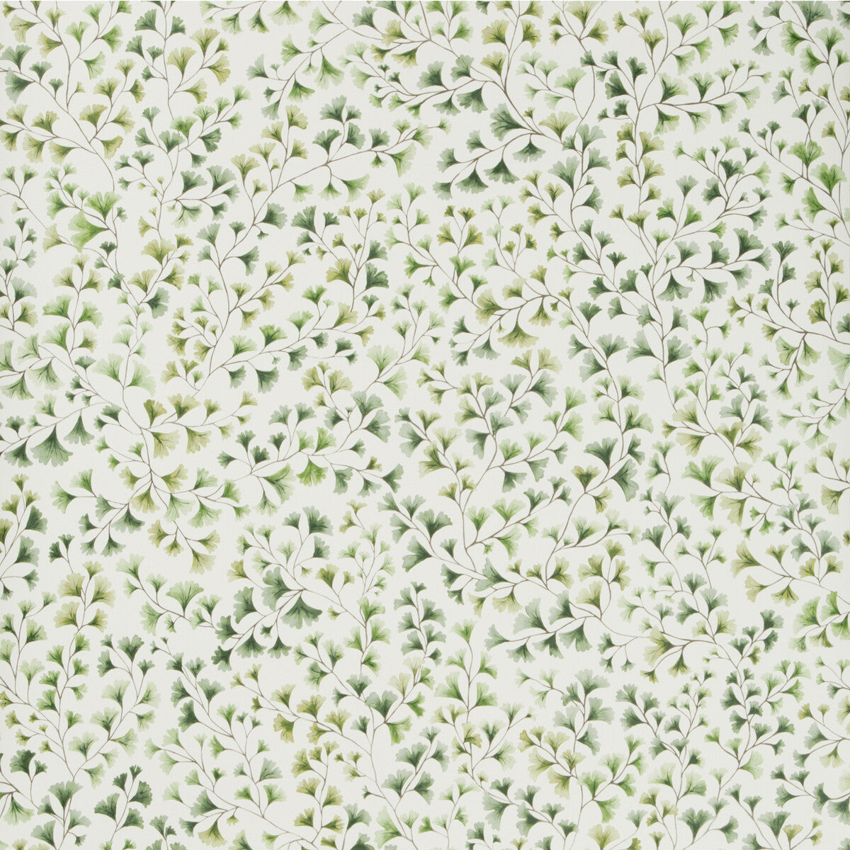 Maidenhair-Olive