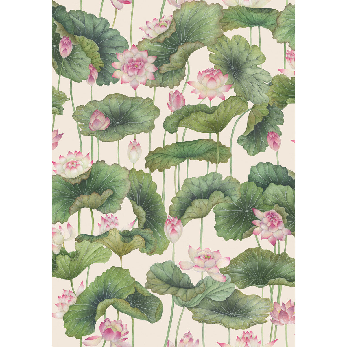 Lily Lotus-Pink