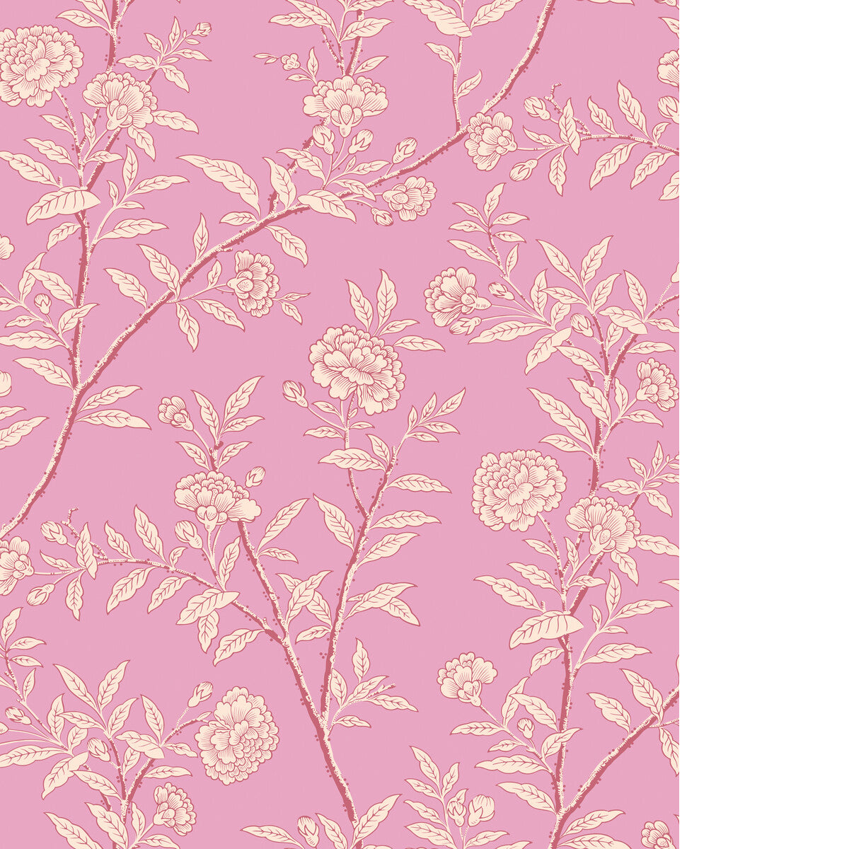 Roseberry-Fuchsia