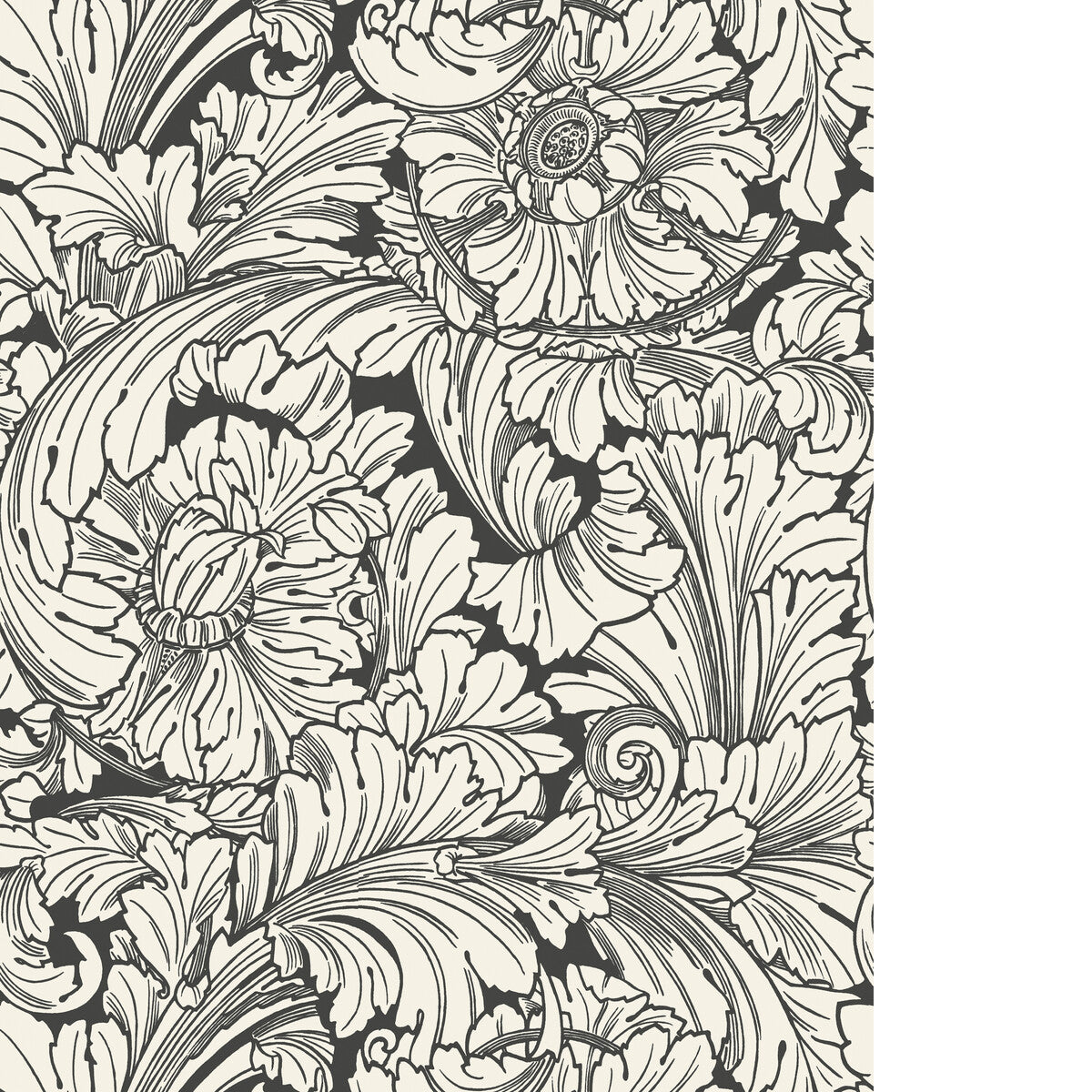 Acanthus-Soot/Snow