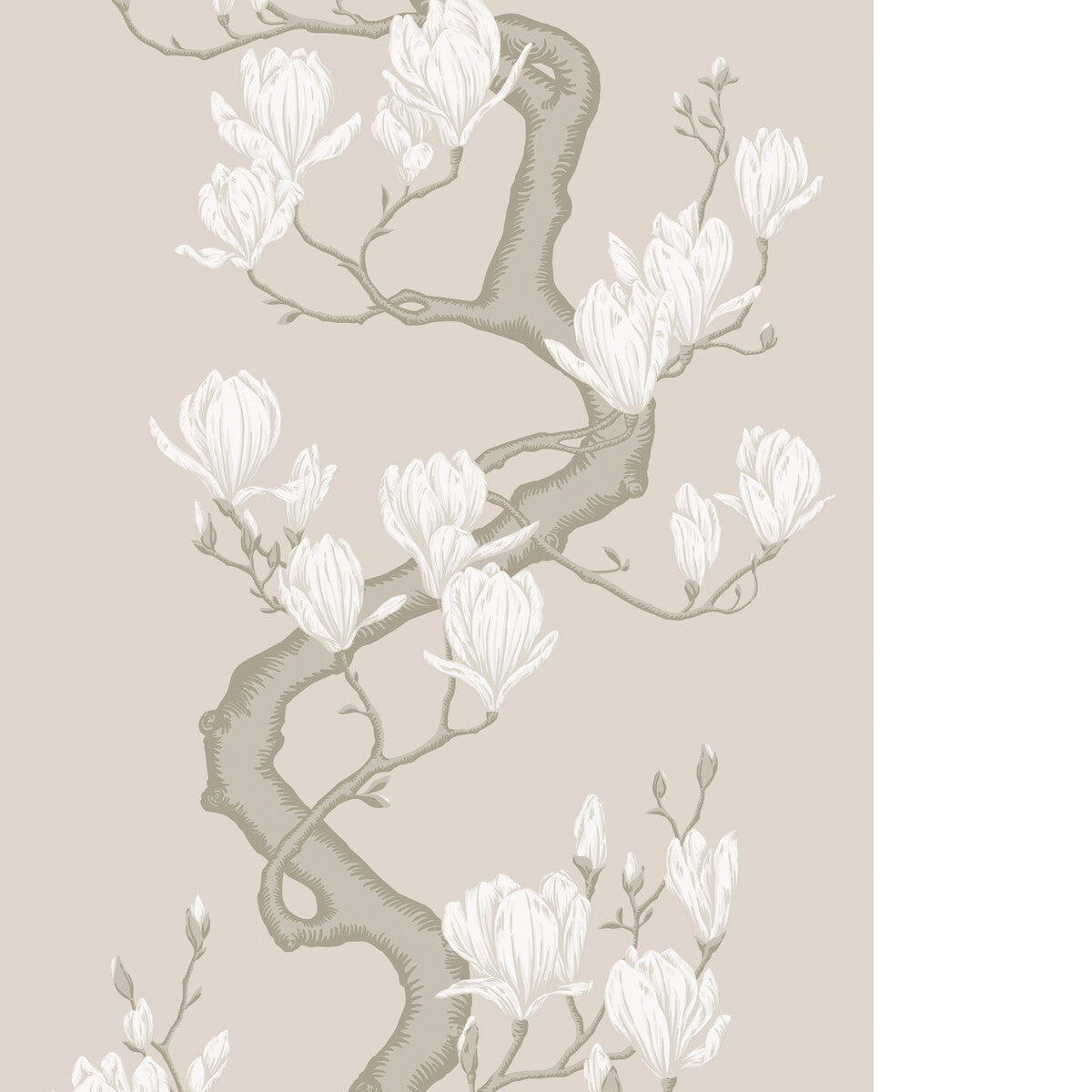 Magnolia Tree-Soft Cream