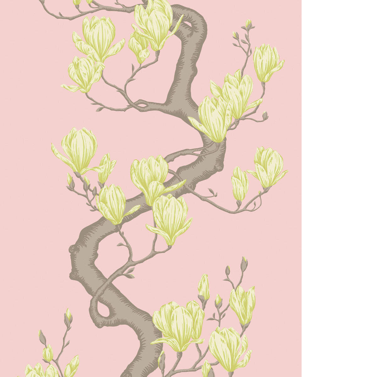 Magnolia Tree-Rose Pink