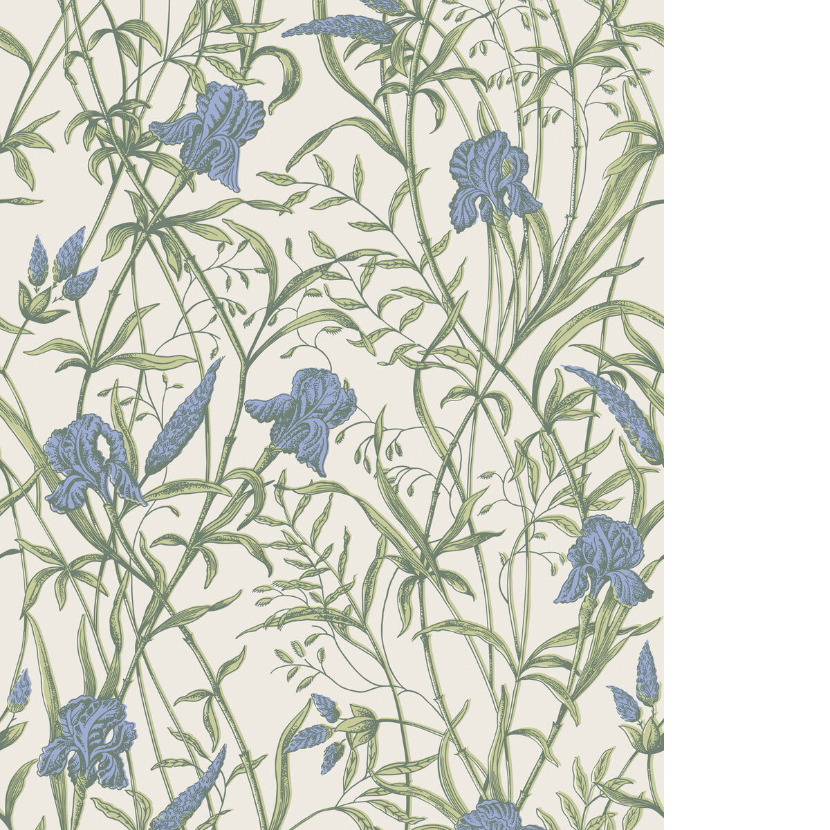 Iris-Iris Blue On Stone