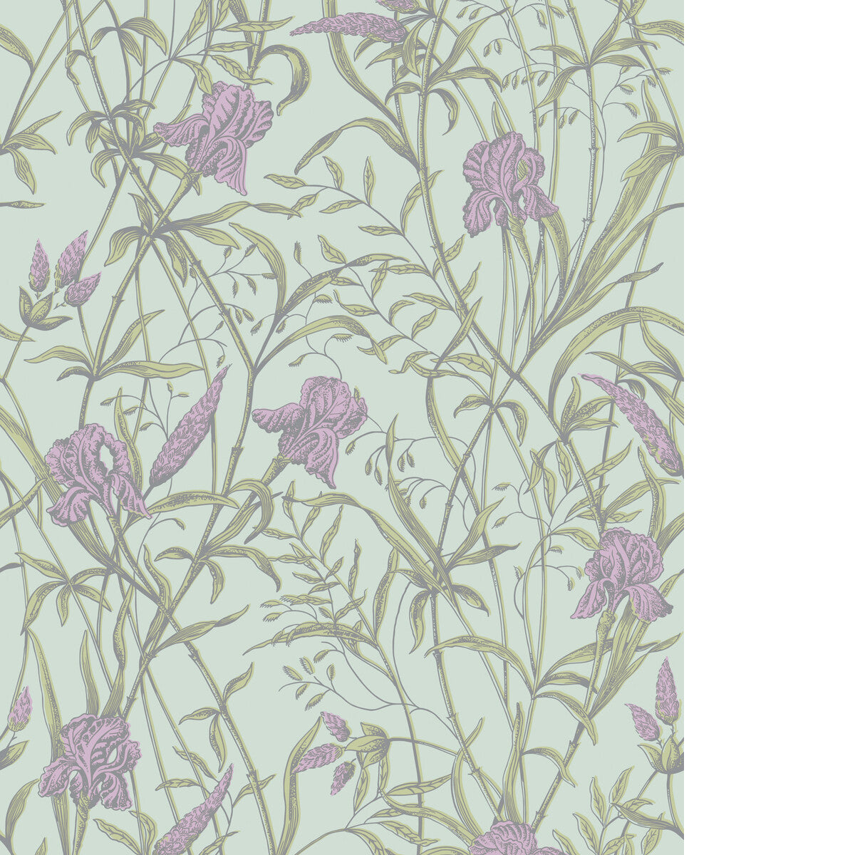 Iris-Lavender On Duck Egg