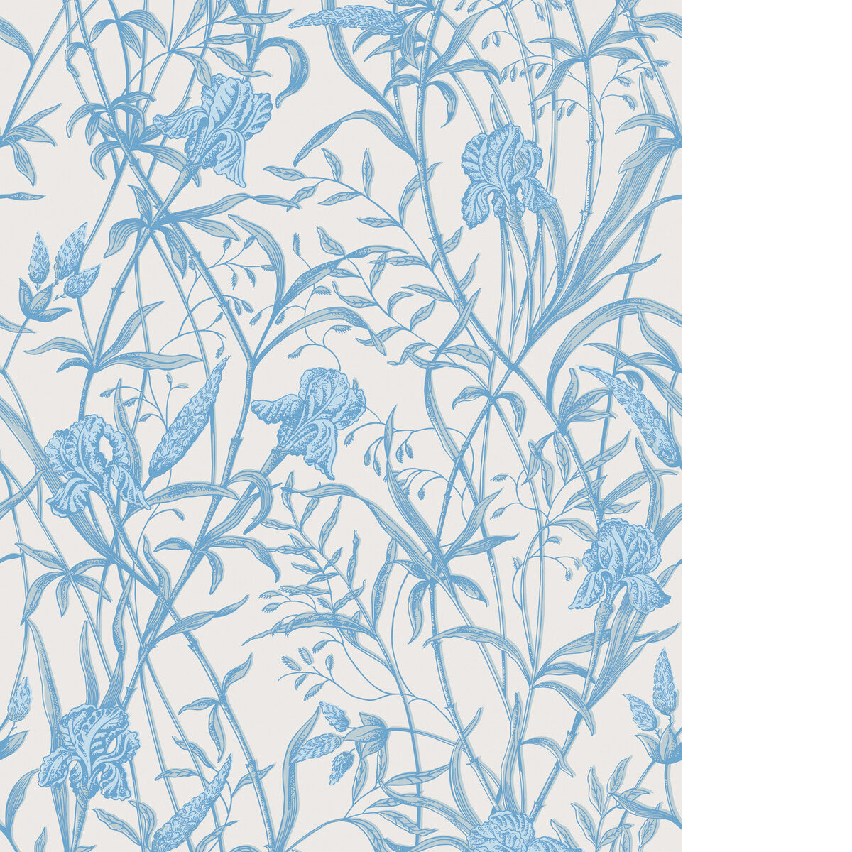 Iris-Soft Cerulean