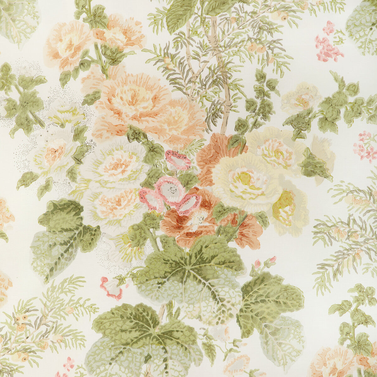 Hollyhock Hdb-Apricot/Moss