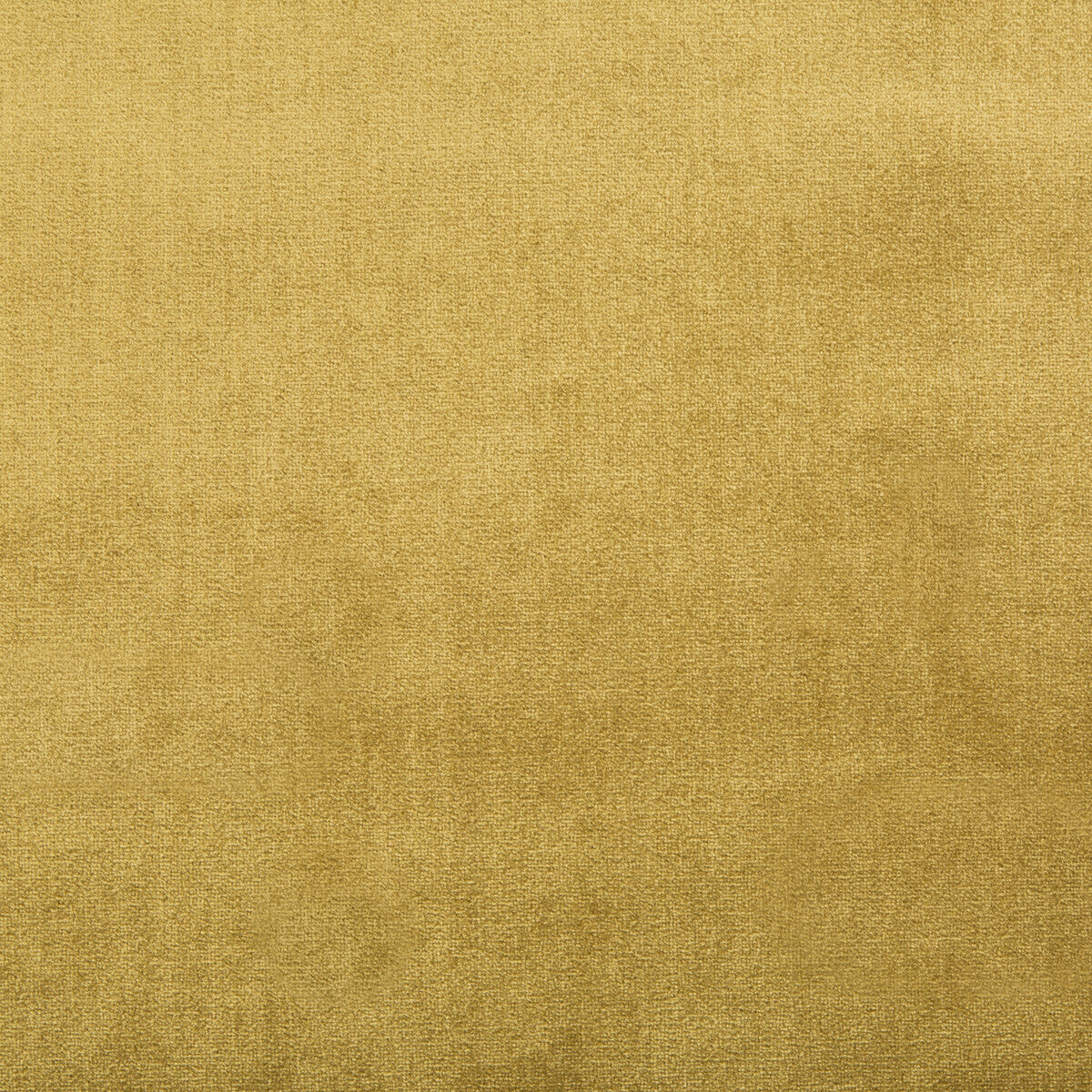 Duchess Velvet-Oro