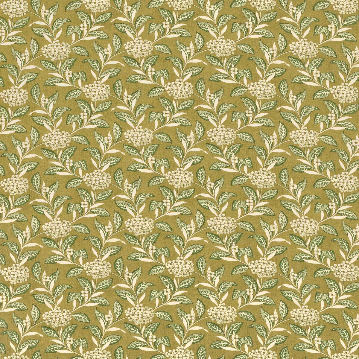 Ortensia-Sage On Olive