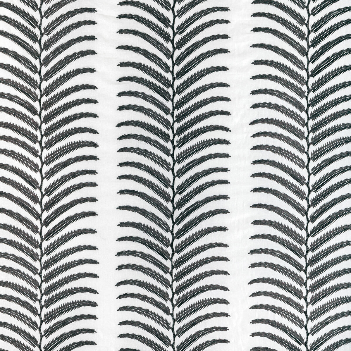 Plantae-Noir