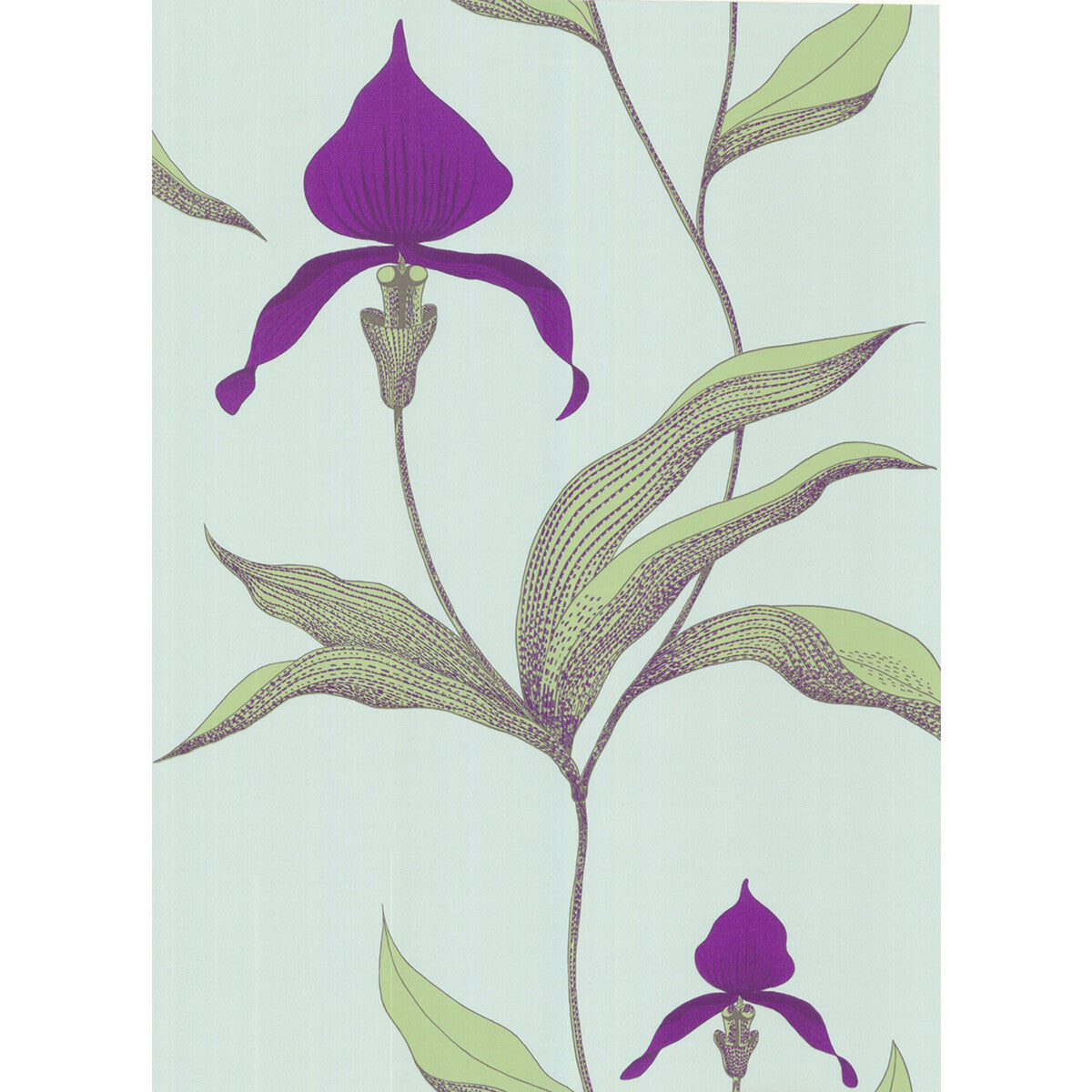 Orchid-Turquoi