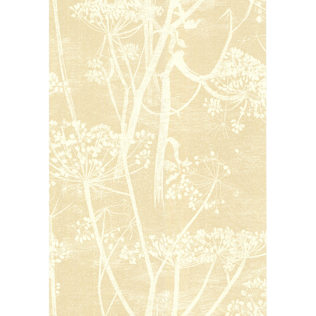 Cow Parsley-White/Bge