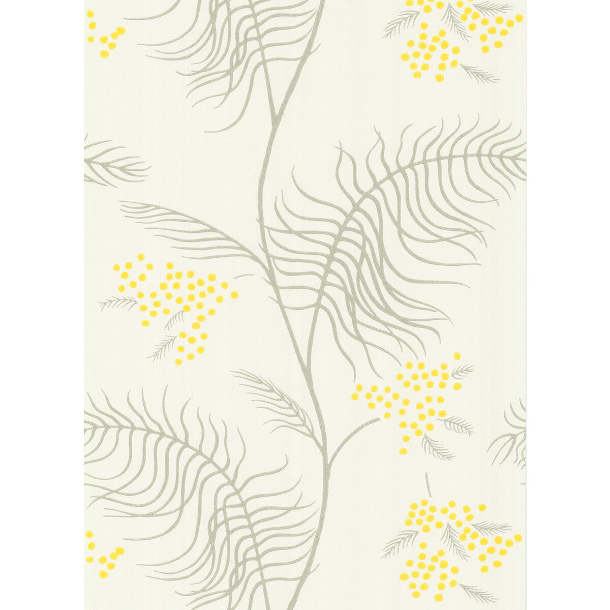 Mimosa-White