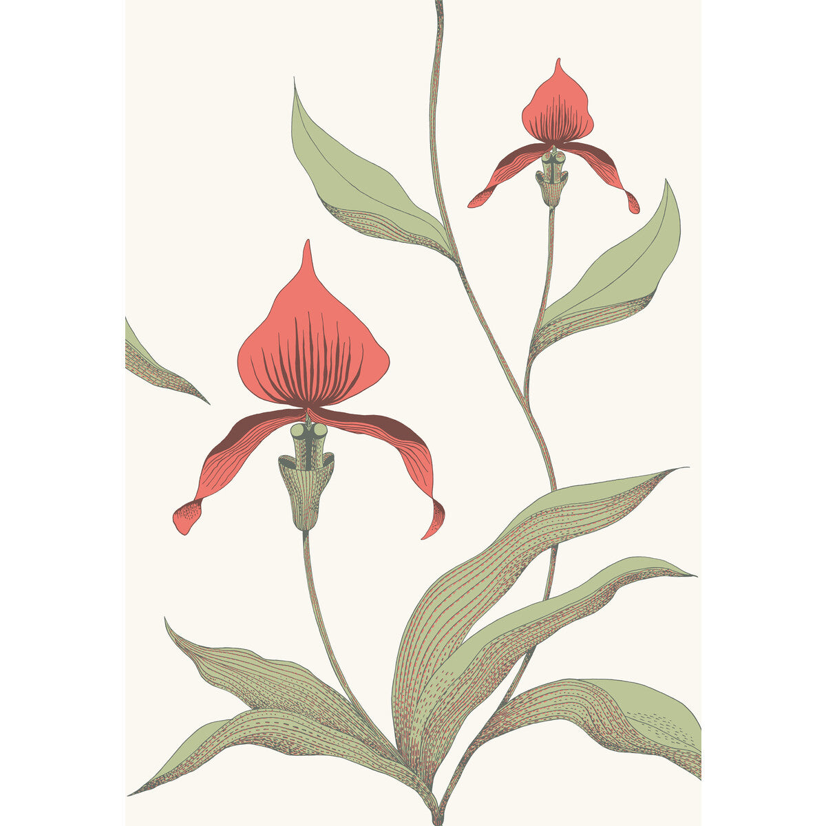 Orchid-Red/White