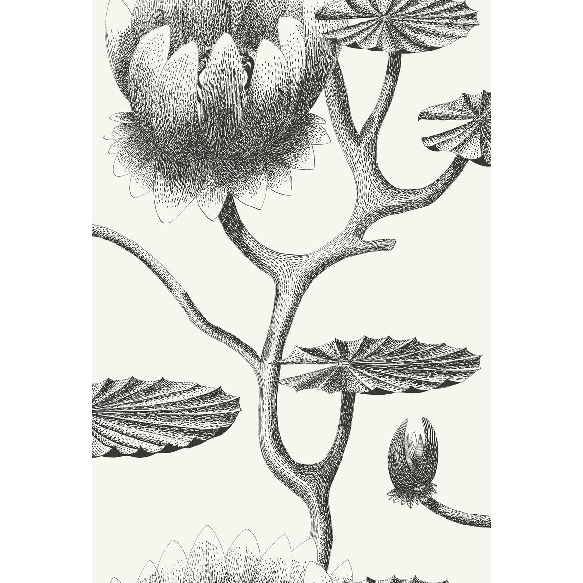Lily-Black/White