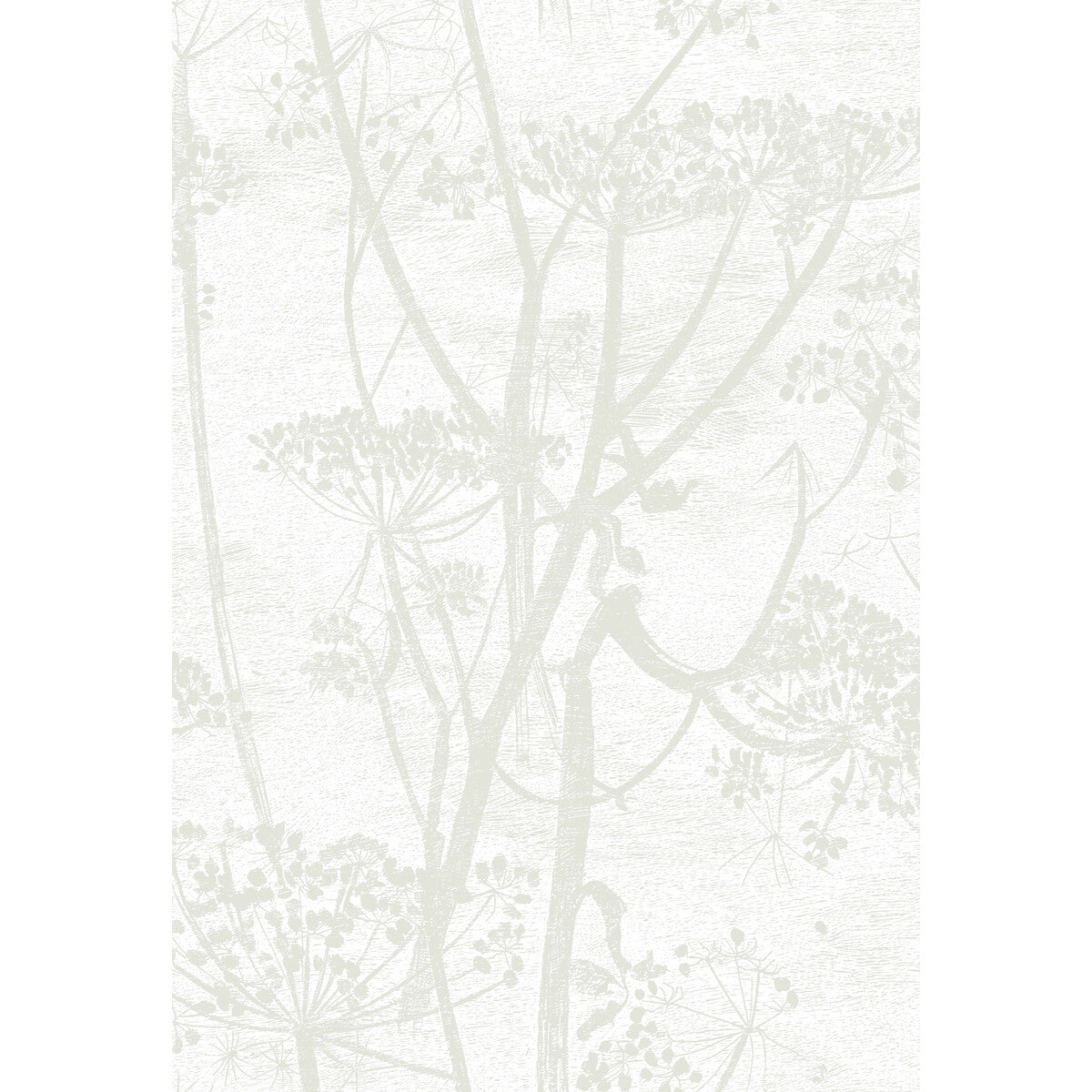 Cow Parsley-White